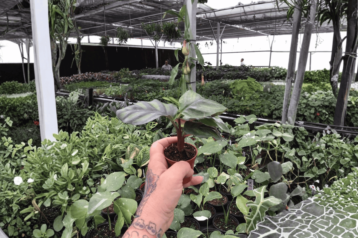 Calathea Fasciata 'Rotundifolia' Starter Plants (2) Bare Root - Goeppertia fasciata