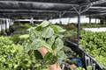 Scindapsus pictus Silvery Ann - 2 Live Plants in 4-Inch Pots