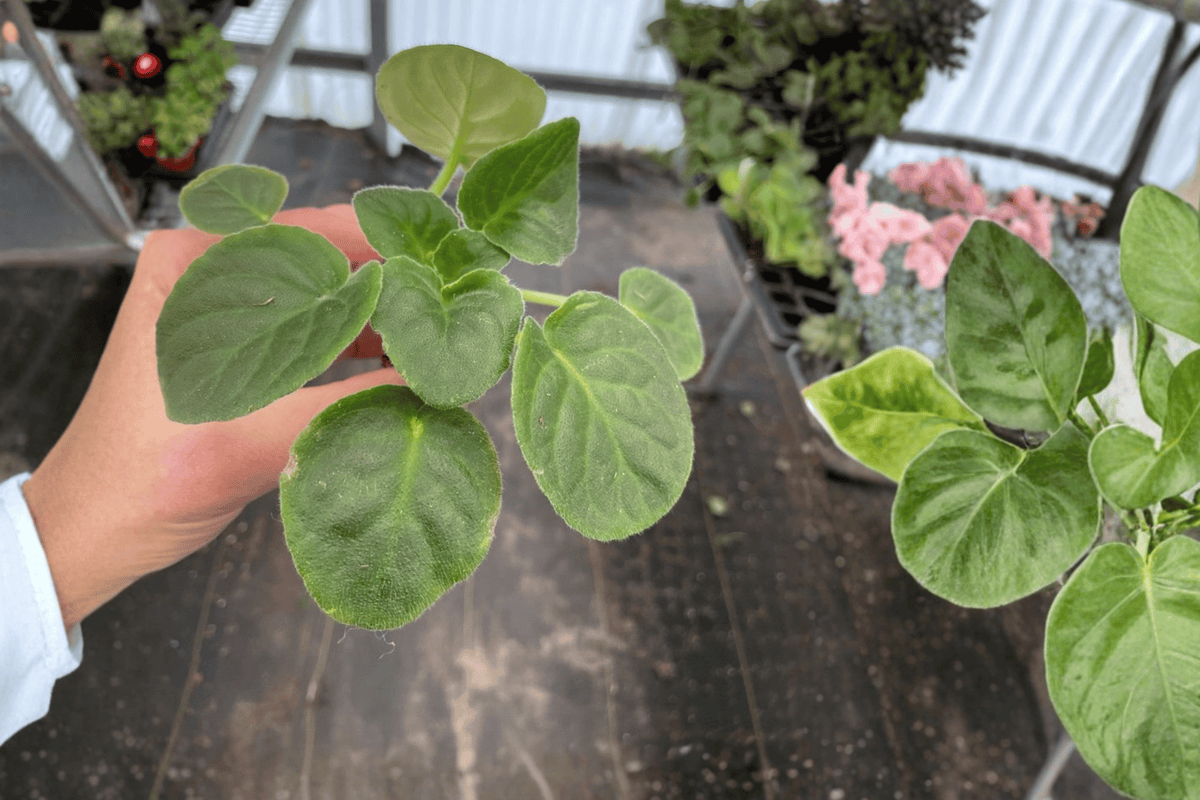 Birth of Galaxy African Violet (Streptocarpus ionanthus) Starter Plants – 2 Live 2-Inch Pots