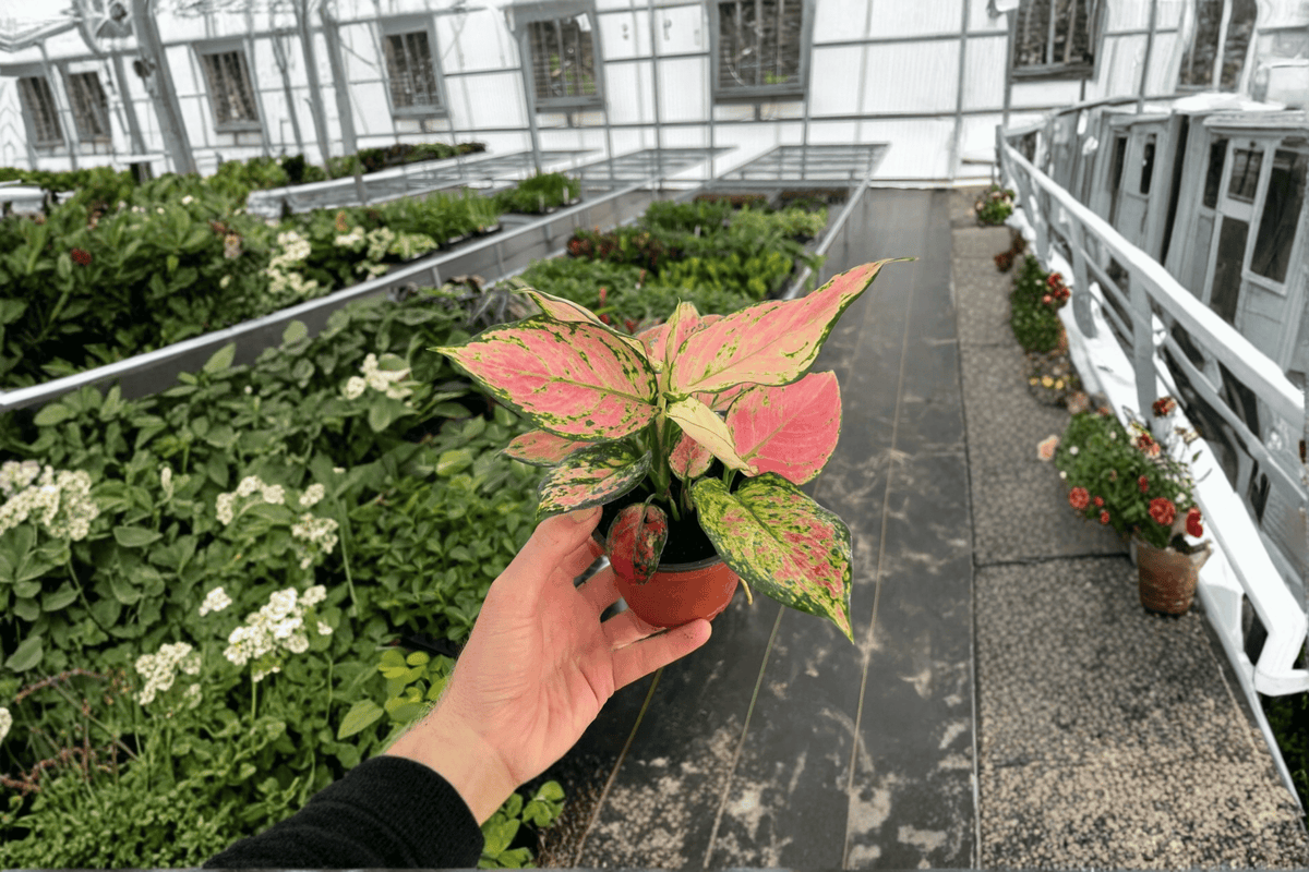 Aglaonema Red Valentine 2 Live Plants - 4-Inch Pots