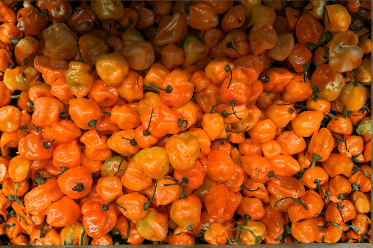 Jay's Peach Ghost Scorpion Pepper Plants - 3 Live 75+ Days Old Capsicum chinense