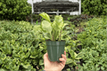 Peperomia obtusifolia ‘Golden Gate’ - 2 Live Plants in 4-Inch Pots (Gold Gate Peperomia)