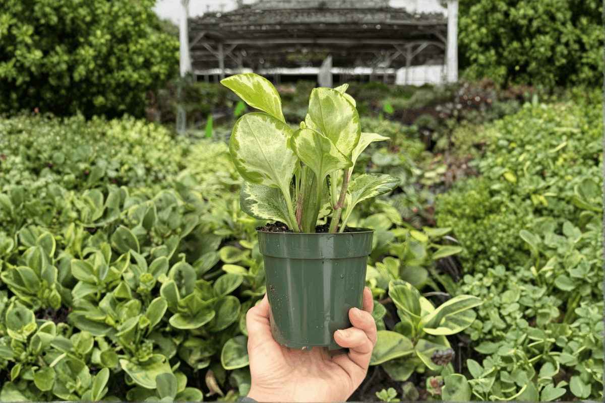 Peperomia obtusifolia ‘Golden Gate’ - 2 Live Plants in 4-Inch Pots (Gold Gate Peperomia)
