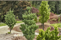 Koto Buki Japanese Black Pine Live Plant (Pinus thunbergii) – 8 inch, 1 Gal Pot