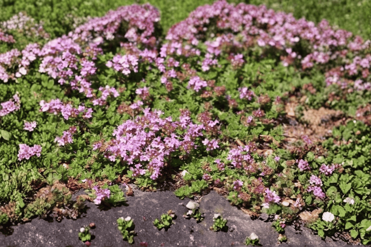 Red Creeping Thyme (Thymus praecox 'Coccineus') – 1 Live Plant in 4-Inch Pot
