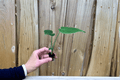 Monstera deliciosa Starter Plants – Bare Root, 2-Pack (Swiss Cheese Plant)
