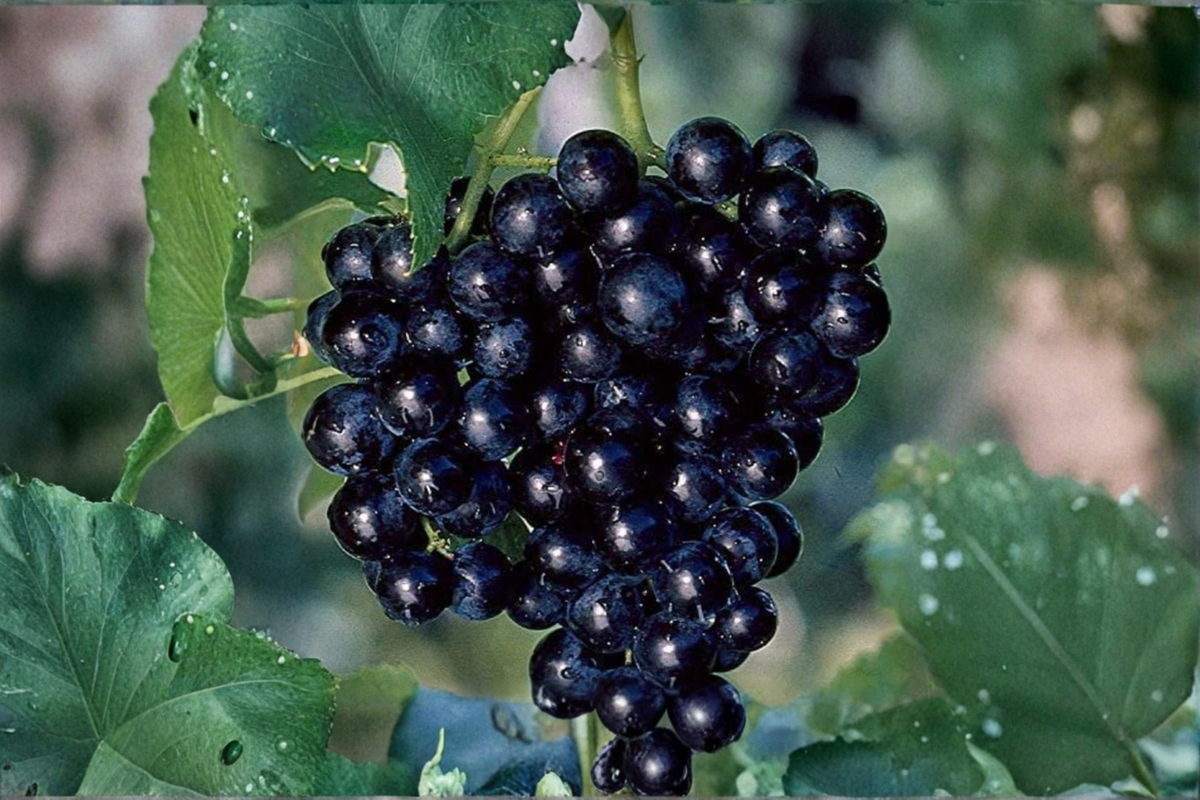 Miniature Pixie Grapes Seeds - 5 Seeds, Climbing Fruit Vine for Indoor/Outdoor Growing
