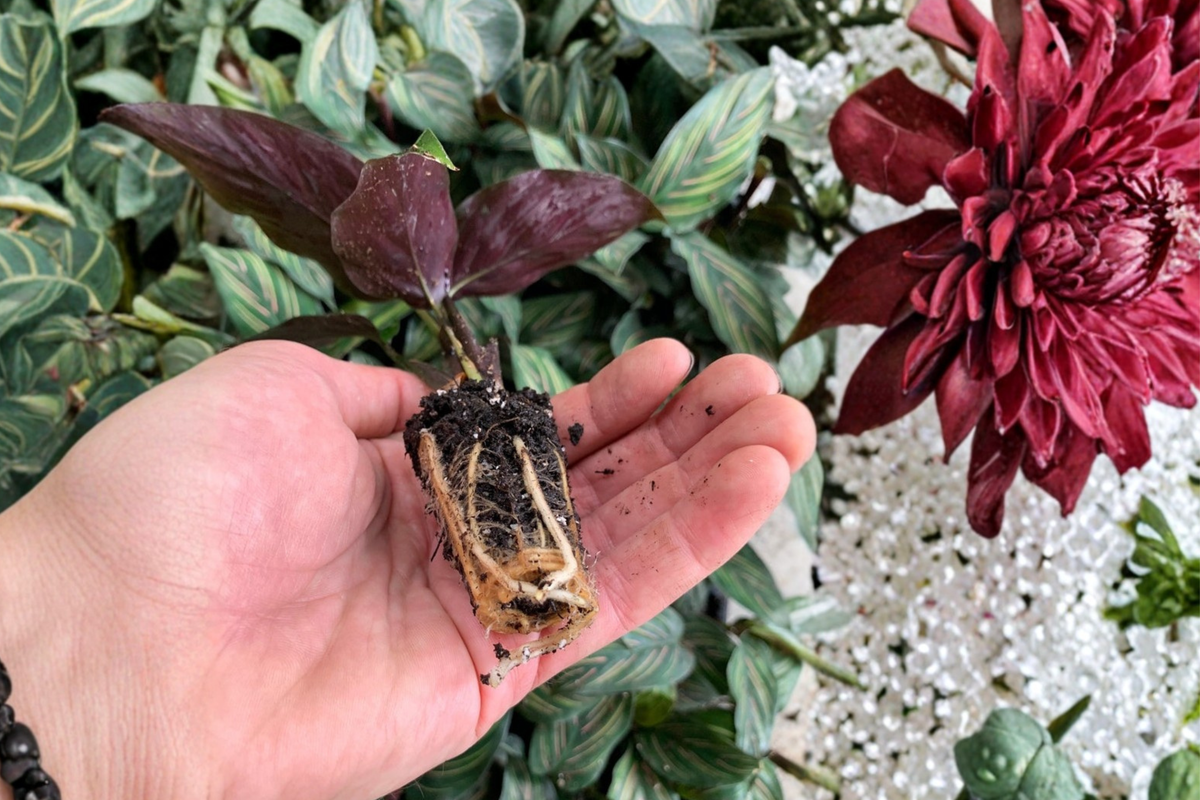 Calathea Beauty Star Starter Plants (Goeppertia ornata 'Beauty Star') – Bare Root with Soil Pod