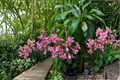 Medinilla apoensis 'Philippine Pink' Live Plant – Tropical Ornamental