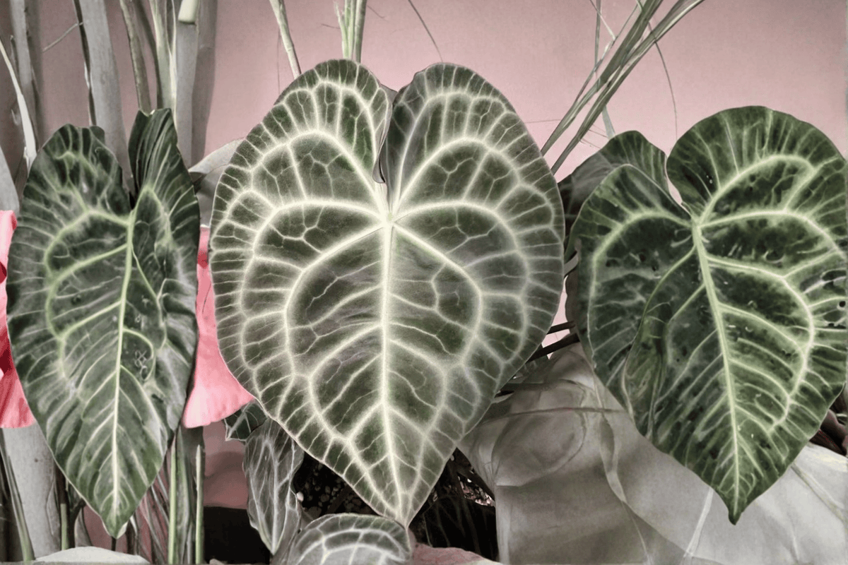 Anthurium Velvet Cardboard Tissue Culture Starter Plants - 2 Bare Root