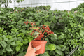 Harmony’s Prismatic Blush Begonia – 2 Exact Plants, Specific 4” Pot (Begonia, Ornamental Foliage)