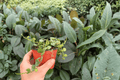Hoya Curtisii - 2 Live Plants in 4-Inch Pots (Exact Plants Shipped in Pots)