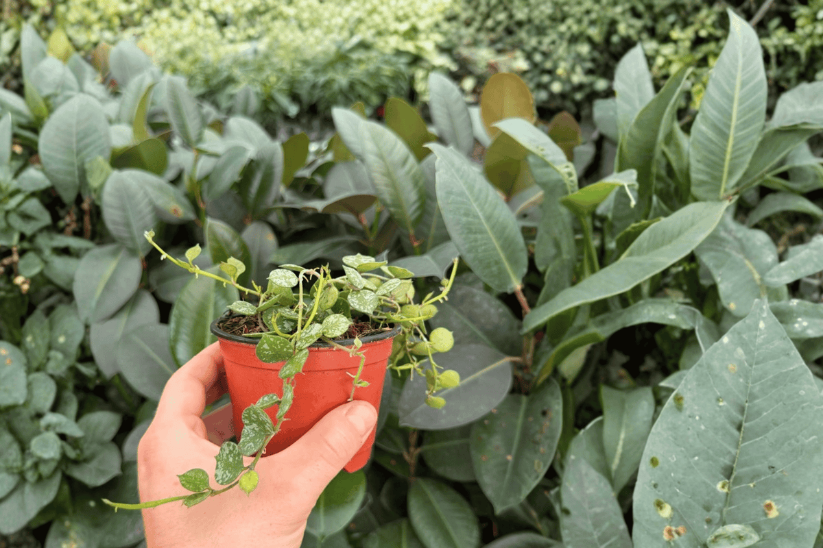 Hoya Curtisii - 2 Live Plants in 4-Inch Pots (Exact Plants Shipped in Pots)