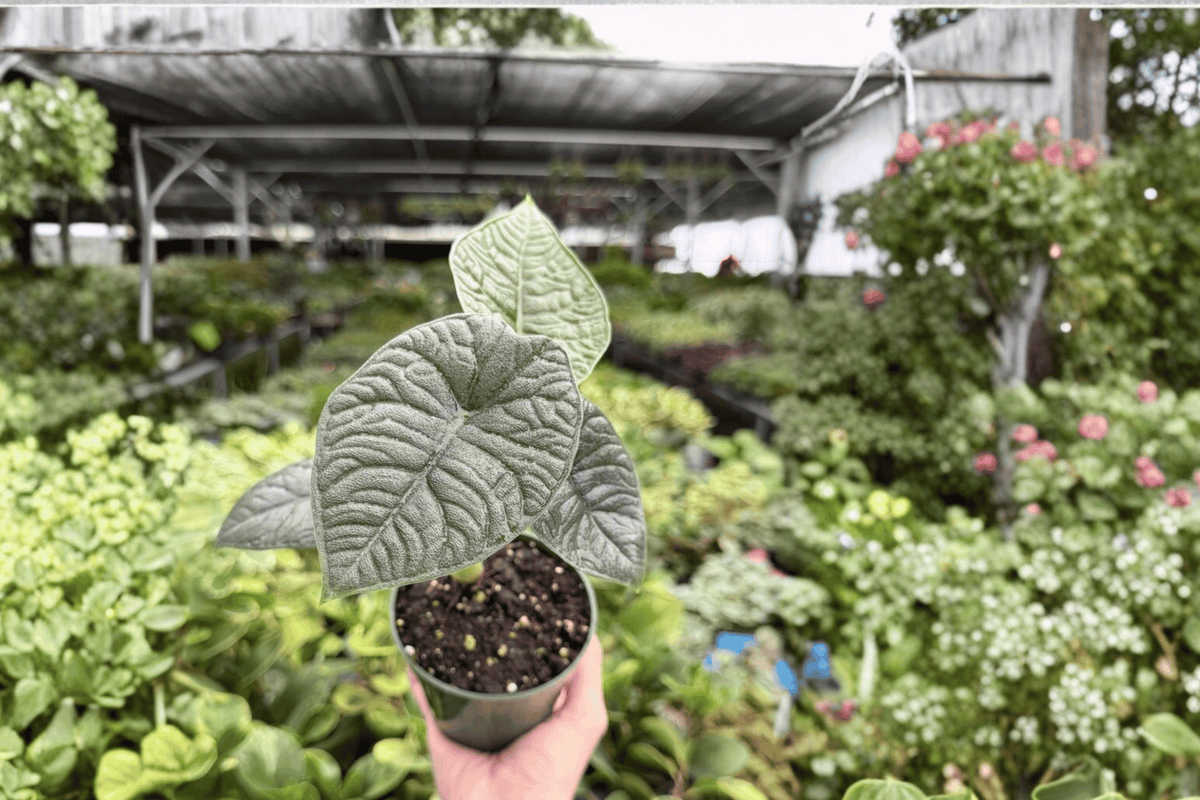 Alocasia Melo - 2 Exact Live Plants in 4-Inch Pots