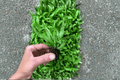 Asplenium antiquum 'Hurricane' Starter Ferns - 2 Bare Root Bird's Nest Starter Plants