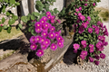 Yellow Hardy Ice Plant (Delosperma nubigenum) — 4 Inch Live Starter Plant