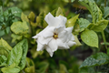 Dwarf Radicans Gardenia Live Starter Plant | Gardenia jasminoides 'Radicans'