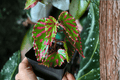 Begonia Pink Lava Tissue Culture Plant – 2 Bare Root Starter Plants
