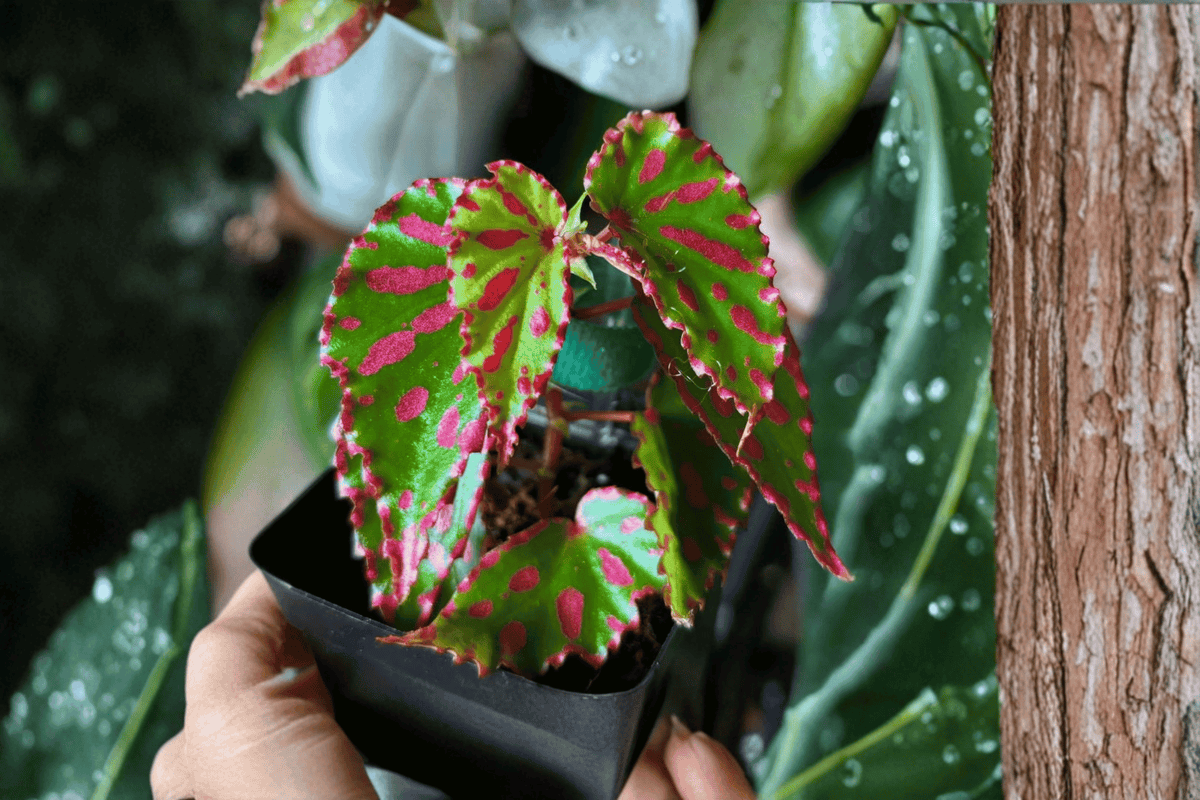 Begonia Pink Lava Tissue Culture Plant – 2 Bare Root Starter Plants