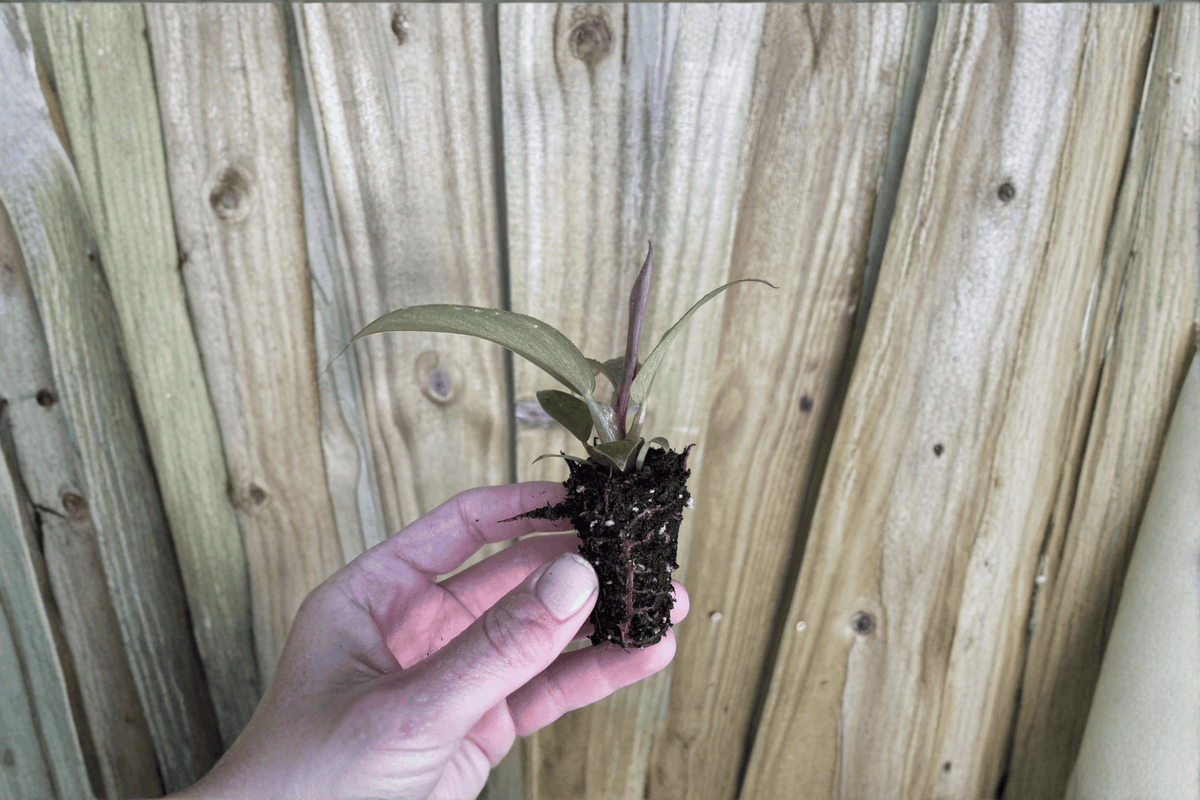 Philodendron Imperial Red Starter Plants – 2 Pottery with Soil Pod, Fully Established Roots