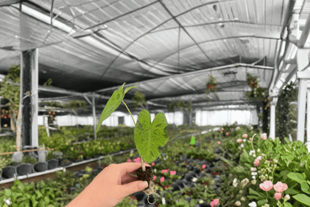 Colocasia Mojito Starter Plants (2) – Bare Root Elephant Ear