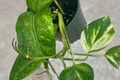 Hawaiian Pothos (Epipremnum aureum) 4-Inch Potted Live Plant - Large Leaves, Indoor Houseplant