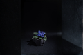 African Violet Live Plant - 4-Inch Starter Pot | Saintpaulia