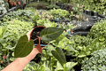 Anthurium Legend x Regale | 2 Live Plants in 4-Inch Pots
