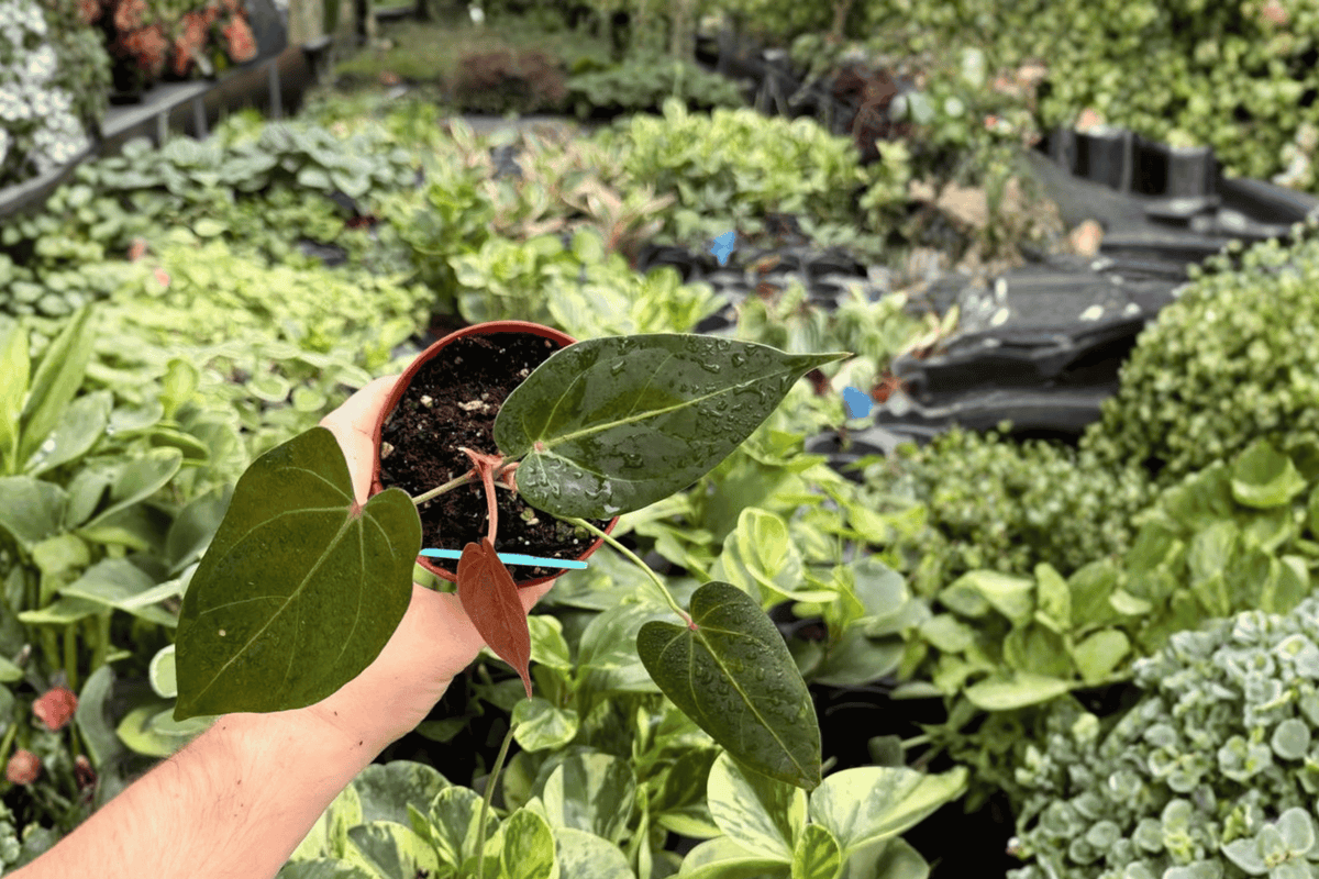 Anthurium Legend x Regale | 2 Live Plants in 4-Inch Pots
