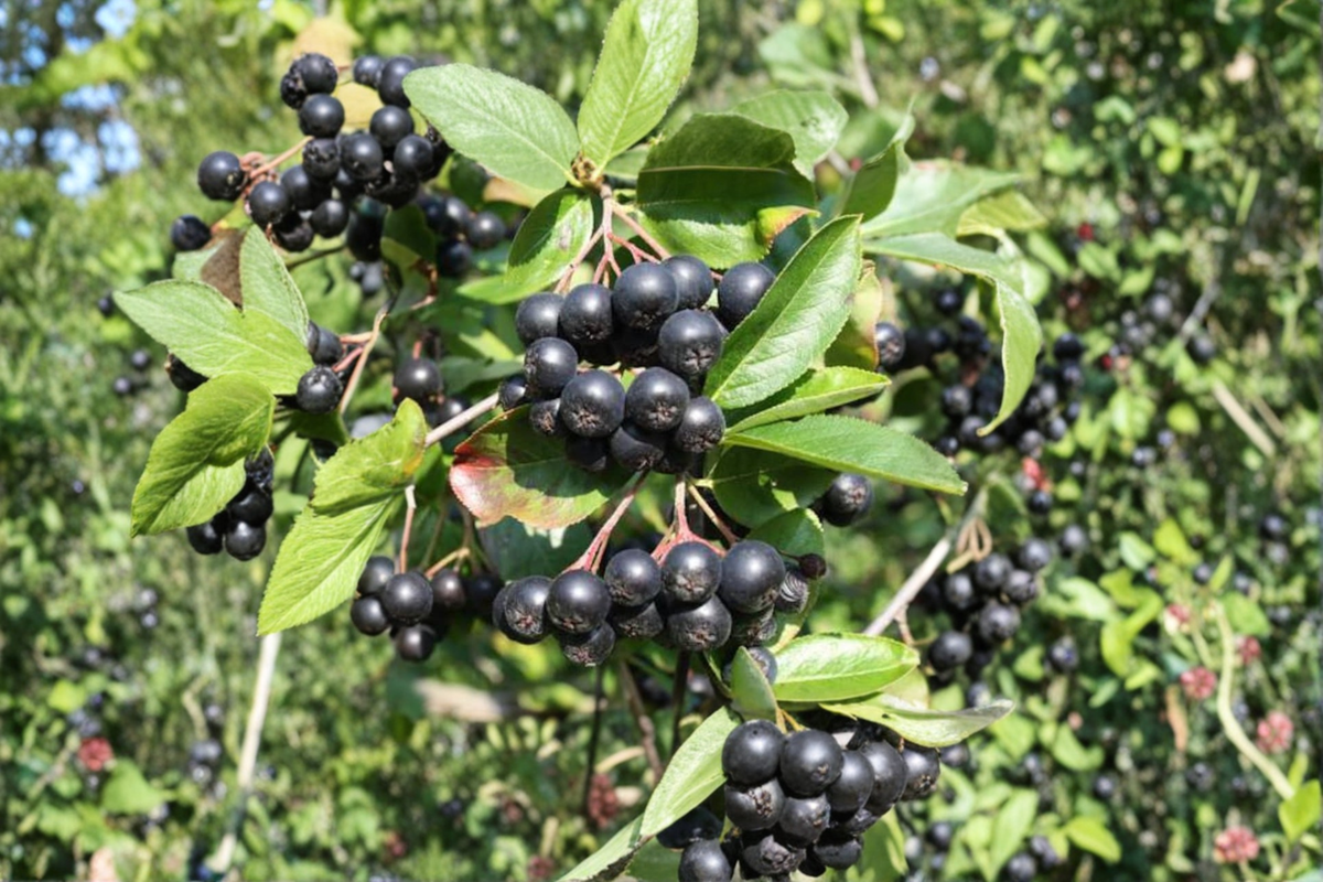 Black Chokeberry Viking (Aronia melanocarpa) Live Plant - 4" Pot