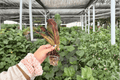 Mammy Croton 2-Plant Starter Live Bare-Root - Codiaeum variegatum ‘Mammy’