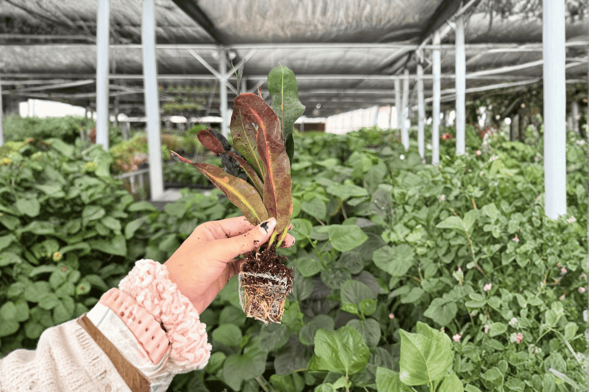 Mammy Croton 2-Plant Starter Live Bare-Root - Codiaeum variegatum ‘Mammy’