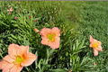 Daylily Chorus Line Bare Root Plants – 3 Pink Hemerocallis, Summer Bloom