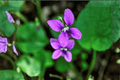 Royal Robe Sweet Violet Viola odorata Live Plant in 4-Inch Pot