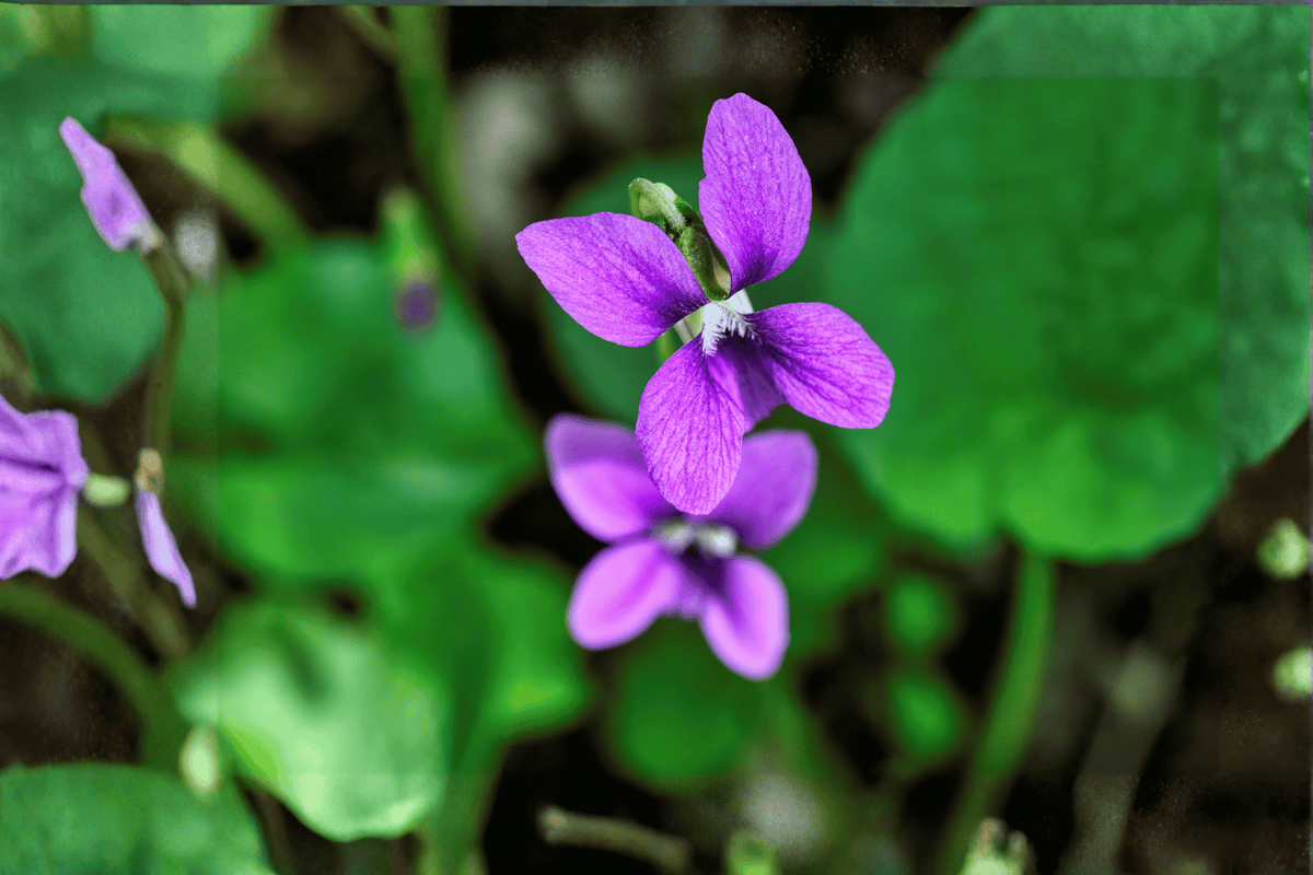 Royal Robe Sweet Violet Viola odorata Live Plant in 4-Inch Pot