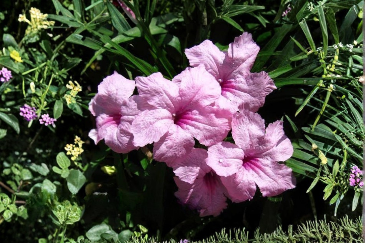 Pink Mexican Petunia (Ruellia simplex) Live Plants - 5 Well-Rooted Plug Plants, 5–7 Inches Tall