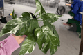 Epipremnum Pinnatum Albo - 2 Live Plants in 4-Inch Pots