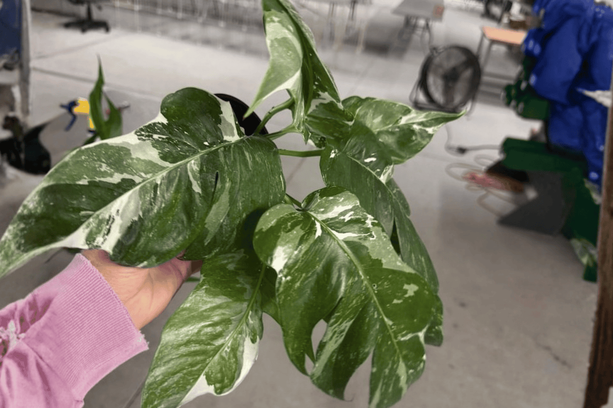 Epipremnum Pinnatum Albo - 2 Live Plants in 4-Inch Pots