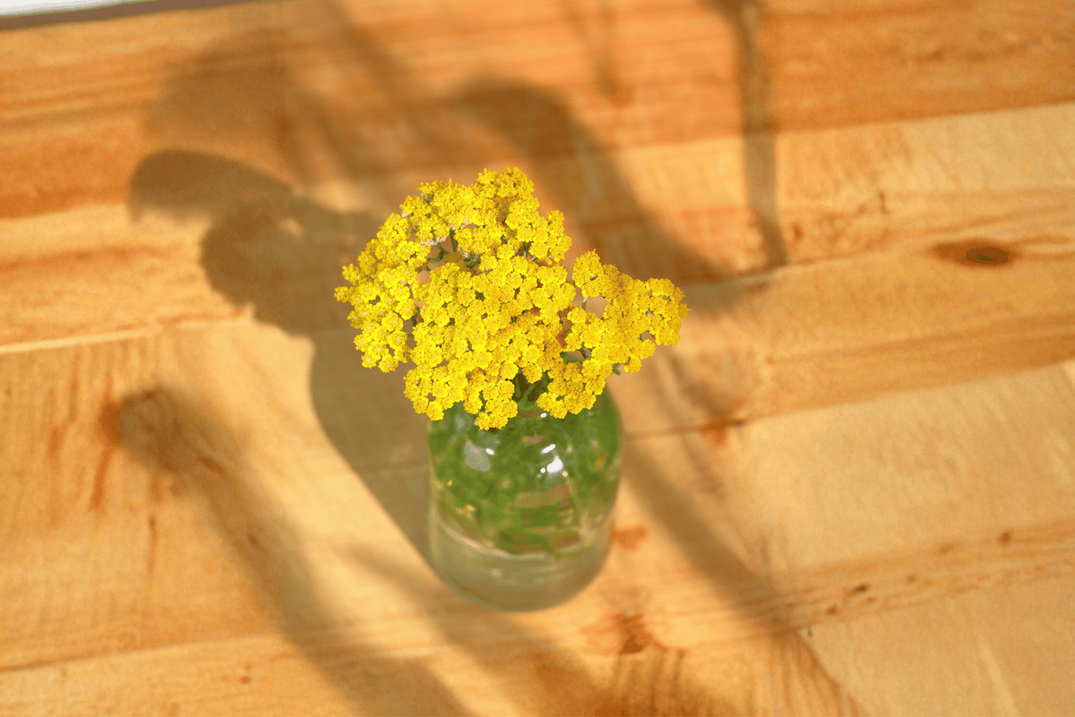 Moonshine Yarrow (Achillea ‘Moonshine’) – 4-Inch Live Plant