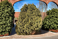 Golden Arborvitae Wareana Lutescens | Thuja occidentalis Live Plant, Quart Pot