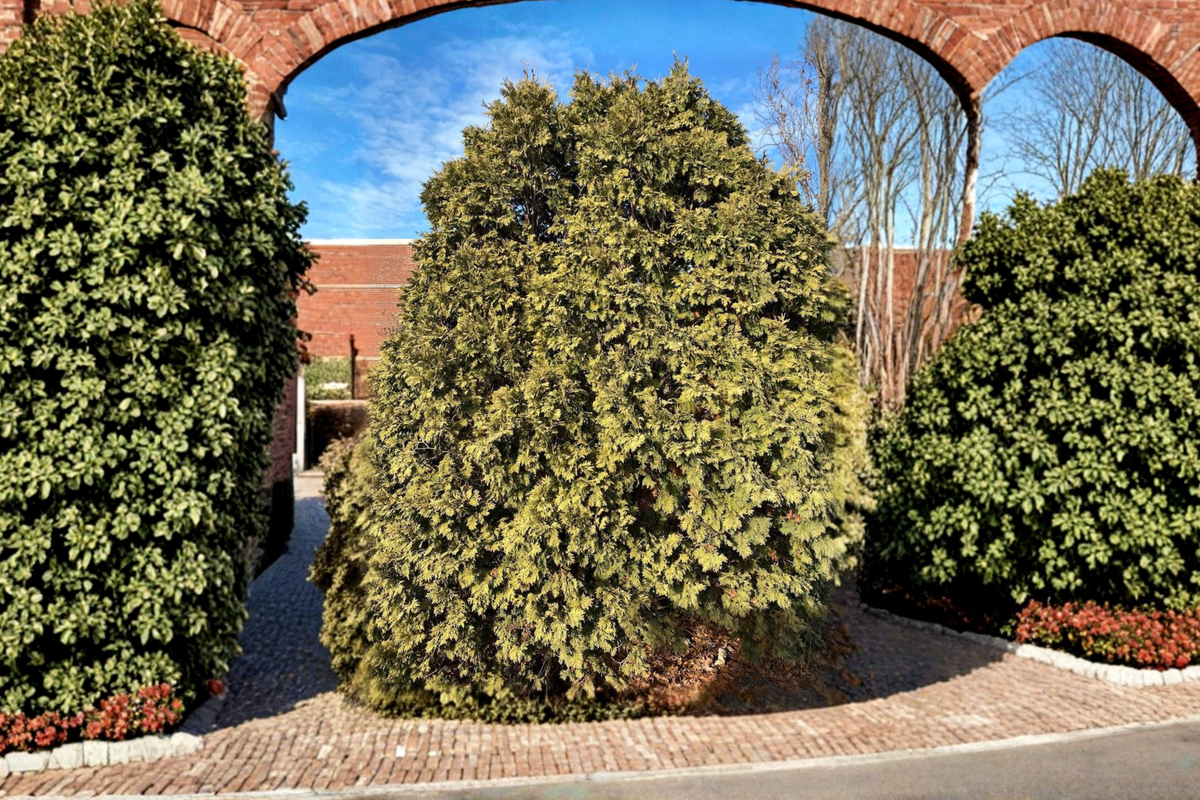 Golden Arborvitae Wareana Lutescens | Thuja occidentalis Live Plant, Quart Pot