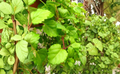 Swedish Ivy Live Plant in 4-Inch Pot | Plectranthus verticillatus