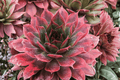 Chick Charms Autumn Apple Hens and Chicks (Sempervivum ‘Autumn Apple’) – 4-Inch Pot, 1 Live Plant