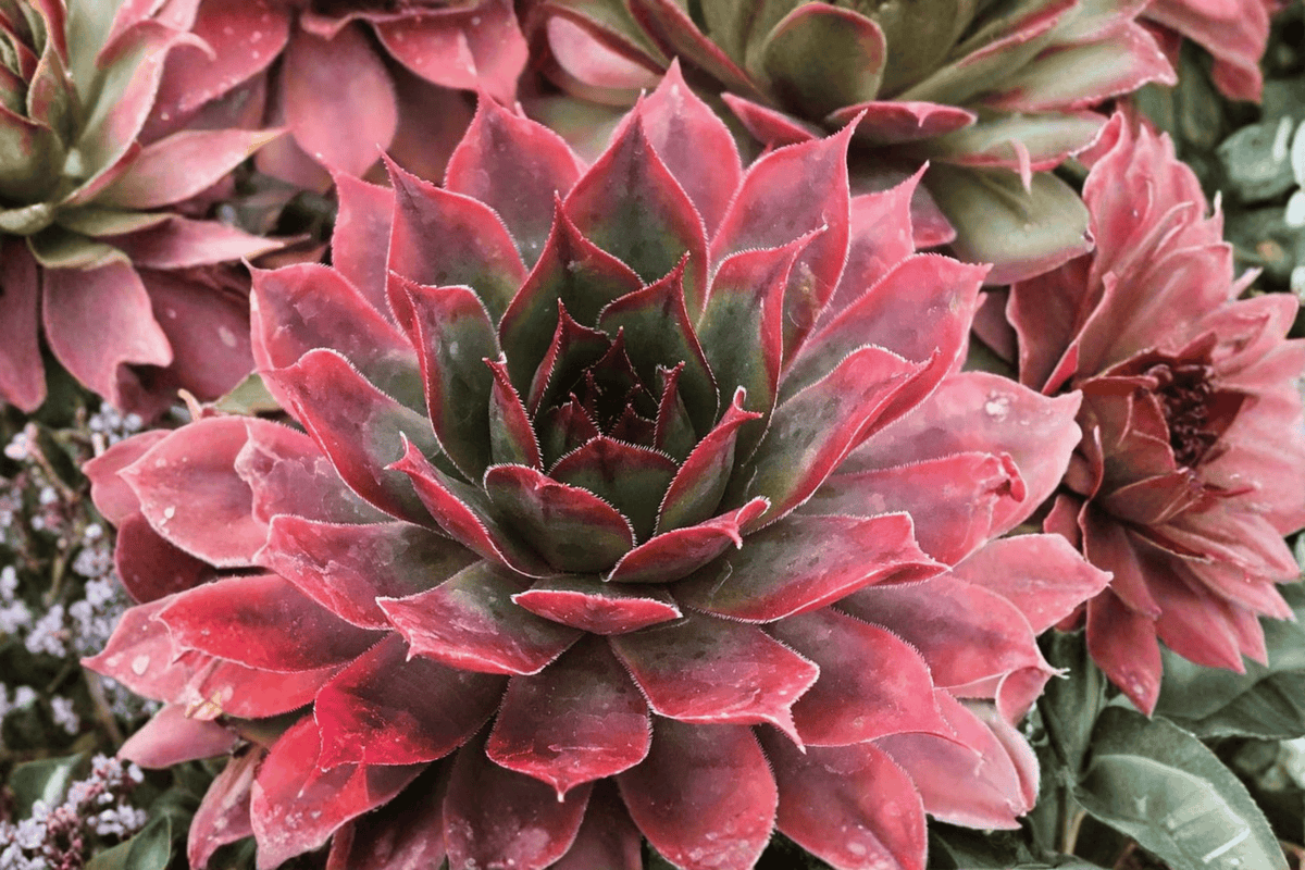 Chick Charms Autumn Apple Hens and Chicks (Sempervivum ‘Autumn Apple’) – 4-Inch Pot, 1 Live Plant