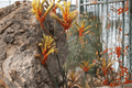Bush Tenacity Kangaroo Paw - Anigozanthos ‘Bush Tenacity’ (1 Gallon Live Plant)