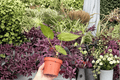 Anthurium Xone × Subsignatum Live Plants – 4-Inch Bare Root (2 Pcs)