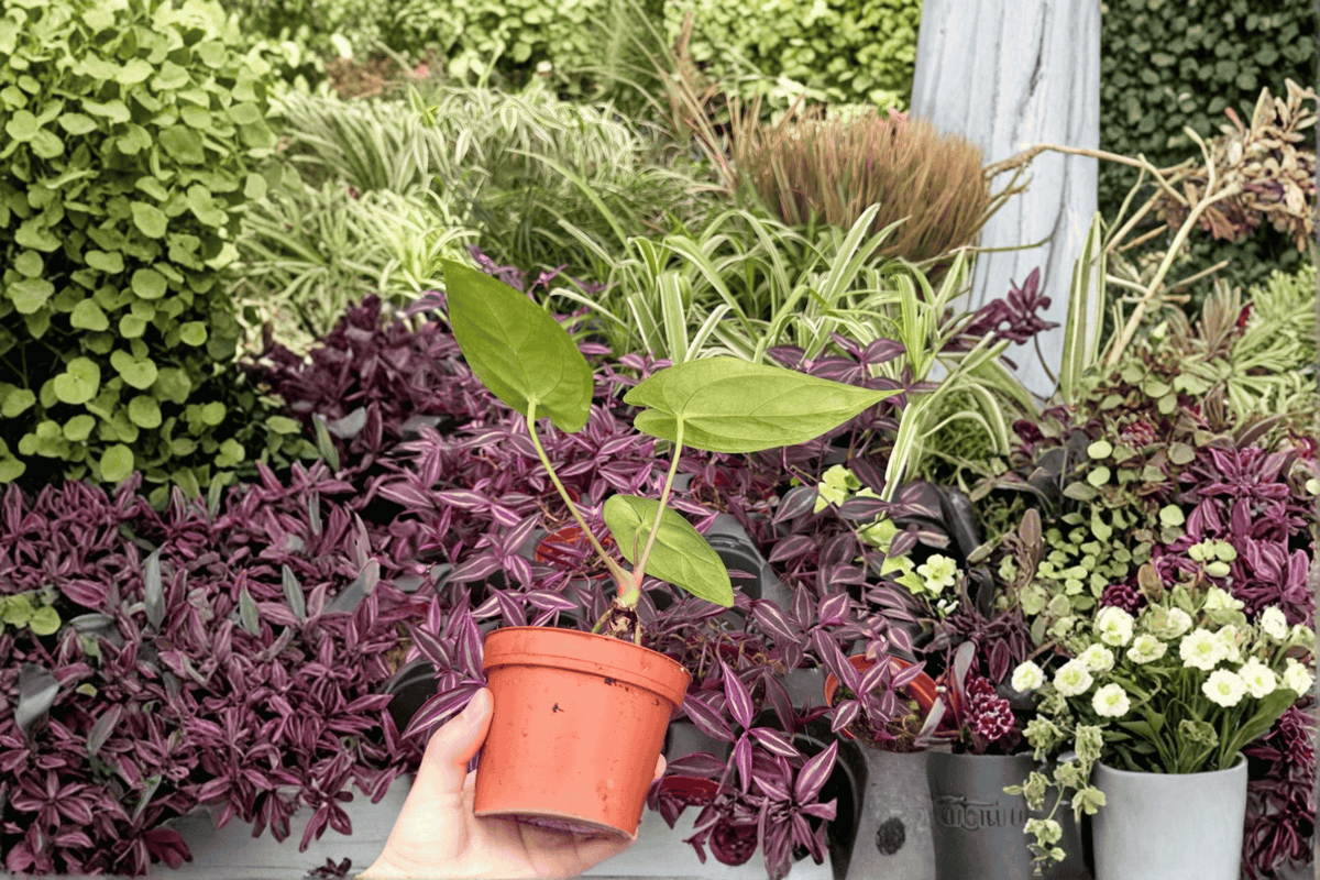 Anthurium Xone × Subsignatum Live Plants – 4-Inch Bare Root (2 Pcs)