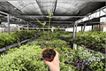Alocasia Teletubies Live Plants - 2 Exact Plants in 4-Inch Pots