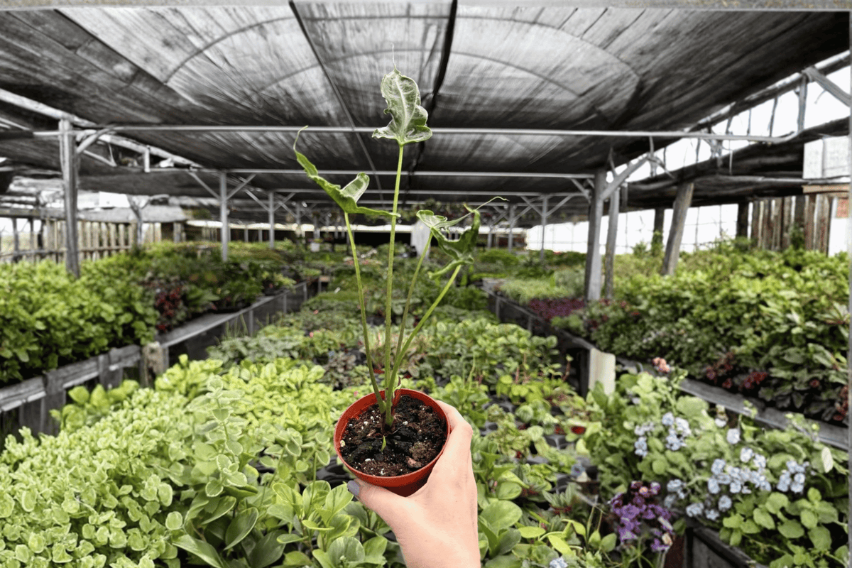 Alocasia Teletubies Live Plants - 2 Exact Plants in 4-Inch Pots