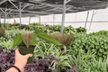 Anthurium Red Sinus x Hulk Hybrid - 2 Live Plants in 4-Inch Pots